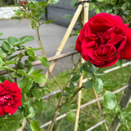 Baba Yaga Privat bolig Deutsch Goritz