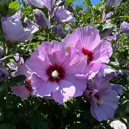 Baba Yaga Privat bolig