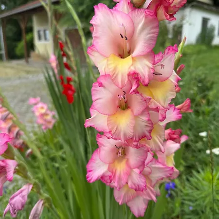 Baba Yaga Privat bolig