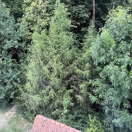 Baba Yaga * Deutsch Goritz
