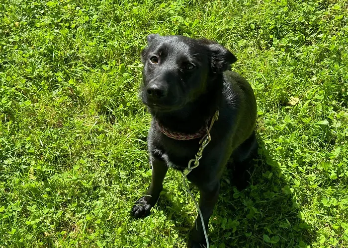 Baba Yaga Accommodatie bij particulieren