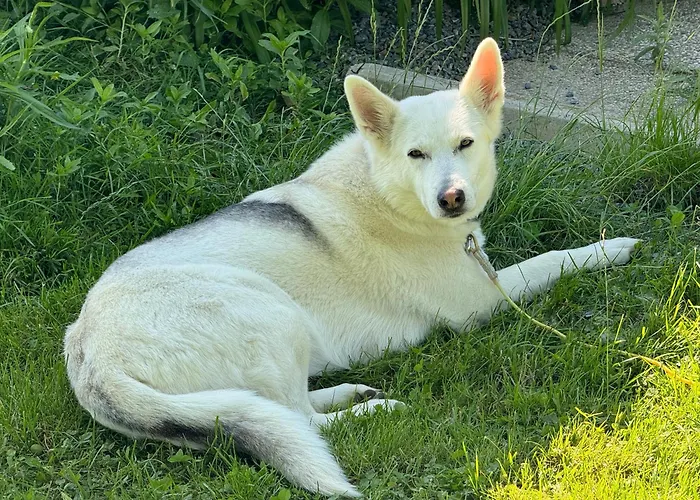 Baba Yaga Accommodatie bij particulieren