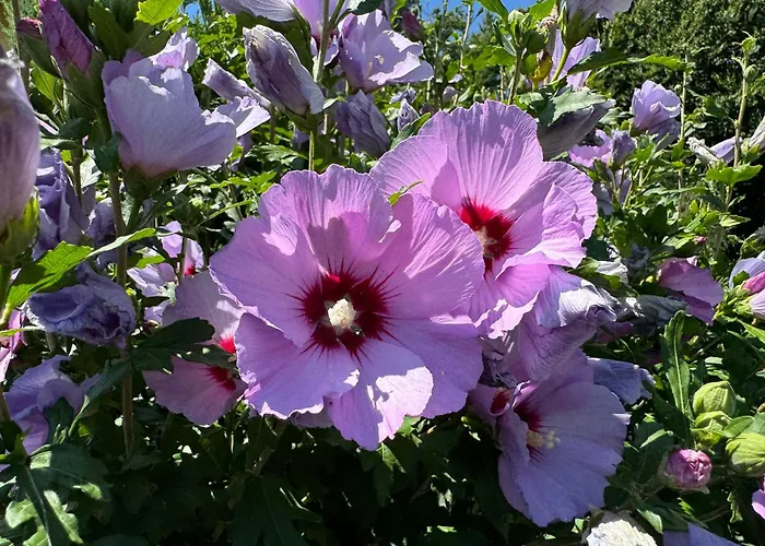 Baba Yaga Accommodatie bij particulieren