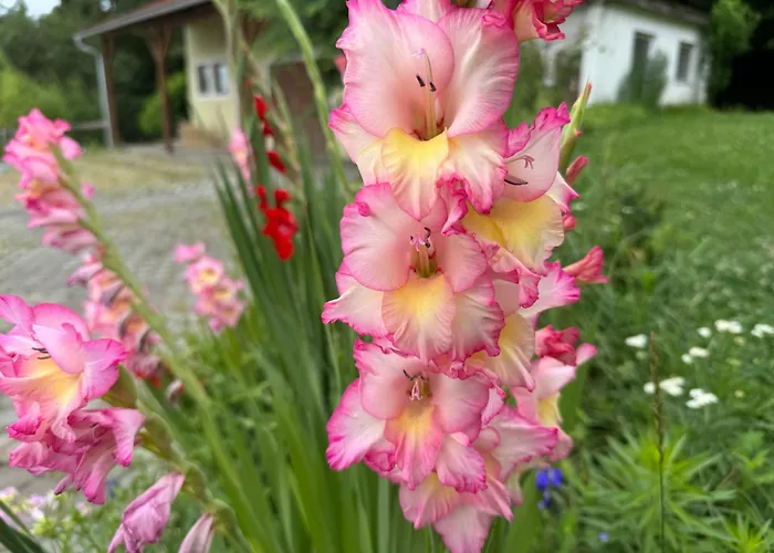 Baba Yaga Accommodatie bij particulieren